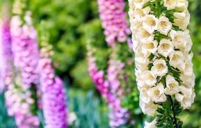 Foxglove (Digitalis)