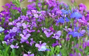 Lobelia, Cardinal Flower (Lobelia)