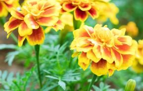 Marigolds (Tagetes)