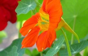 Nasturtium (Tropaeolum)