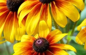 Rudbeckia, Black-eyed Susan, Coneflower