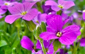 Wallflowers (Erysimum)