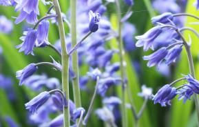 Bluebell (Hyacinthoides Non-scripta)