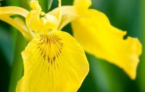 Les Fleurs Nationales D'Europe