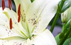 Lily (Lilium)