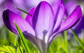 Saffron (Crocus sativus)