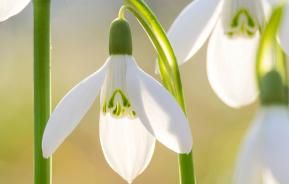 Snowdrop (Galanthus)