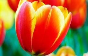 Tulips (Tulipa)