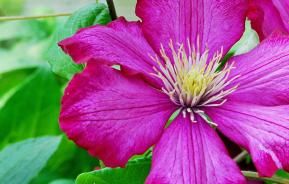 Clematis