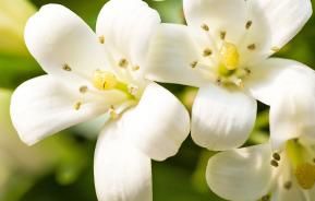 Jasmine (Jasminum)