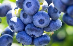 Heidelbeeren