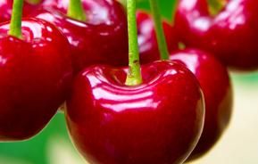 Cherries (Prunus avium, Prunus cerasus)