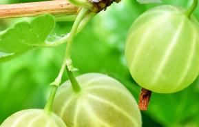 Gooseberries (Ribes Uva-crispa)