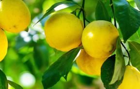 Lemons (Citrus x limon)