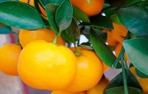 Oranges (Citrus Sinensis)