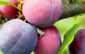 Plums, Damsons and Gages (Prunus domestica)