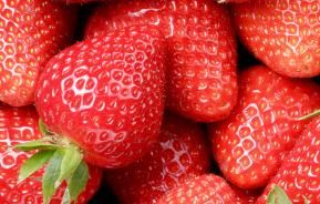 Erdbeeren