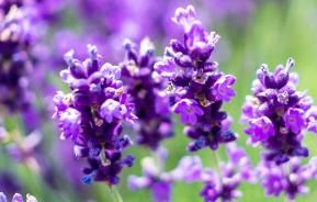 Lavender (Lavandula)