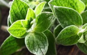 Marjoram, Oregano (Origanum)