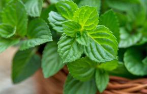 Mint (Mentha)