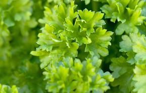 Parsley (Petroselinum Crispum)