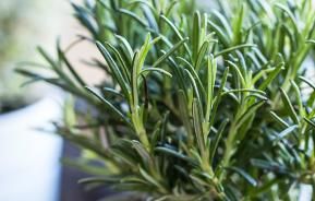 Rosemary (Rosmarinus Officinalis)