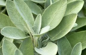 Sage (Salvia officinalis)