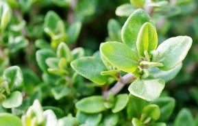 Thyme (Thymus)