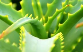 Aloe Vera, Bitter Aloe (Aloe Vera)