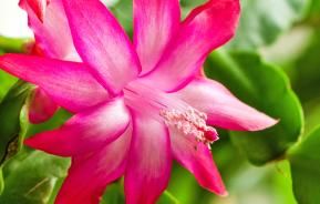 Christmas cactus (Schlumbergera)