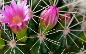 Desert Cactus (numerous species)