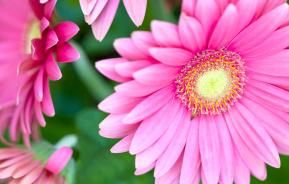 Gerbera, Transvaal Daisy (Gerbera)