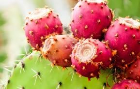 Prickly Pear Cactus (Opuntia)