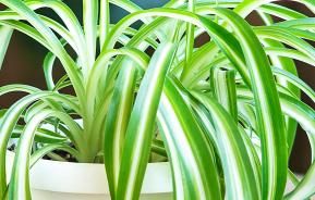 Spider Plant (Chlorophytum Comosum)
