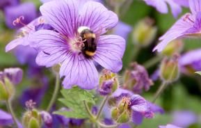Hardy Geranium, Cranesbill (Geranium)