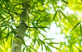 Bamboos (various species)