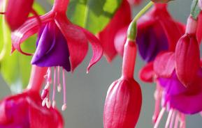 Fuchsia