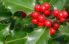 Holly (Ilex)