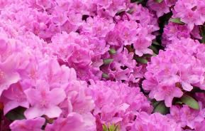 Rhododendrons and Azaleas (Rhododendron)