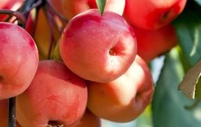 Crab Apples (Malus)