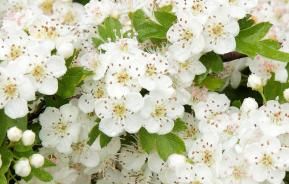 Hawthorn (Crataegus Monogyna)