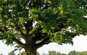 Jusqu'À Quel Âge Vivent Les Arbres?