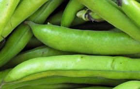 Broad Beans (Vicia faba)