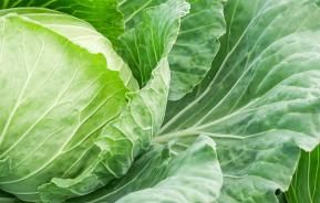 Cabbages (Brassica oleracea)