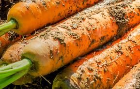  les carottes