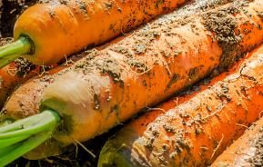 Carrots (Daucus carota)