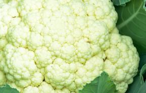 Cauliflower (Brassica oleracea)
