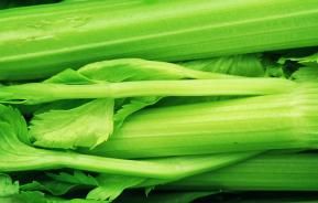 Celery (Apium graveolens)