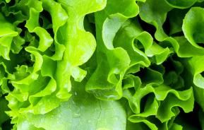 Lettuce (Lactuca sativa)