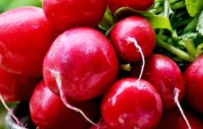 Radishes (Raphanus sativus)